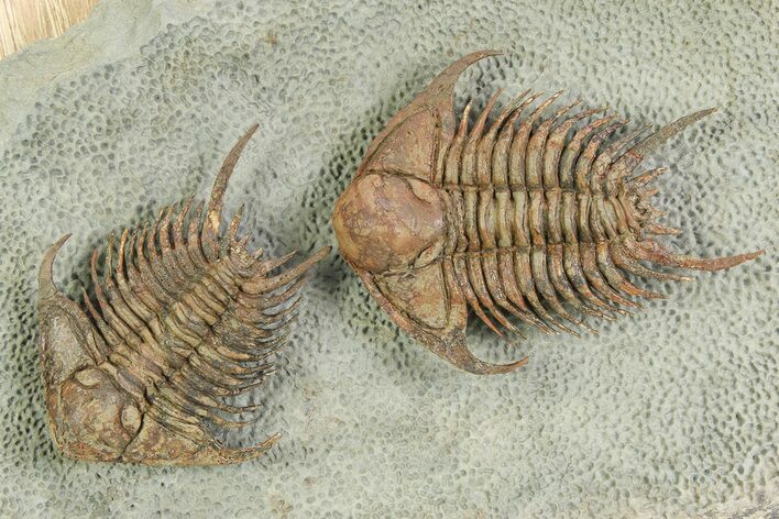 Two Foulonia Trilobites From Fezouata Formation - Top Quality Specimen #350856
